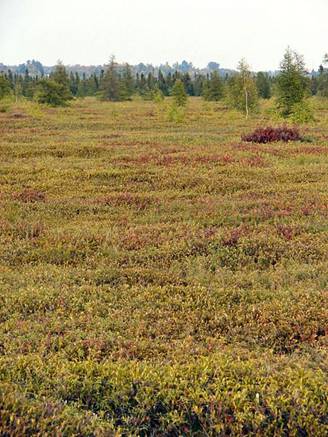 Peat Moss Harvest